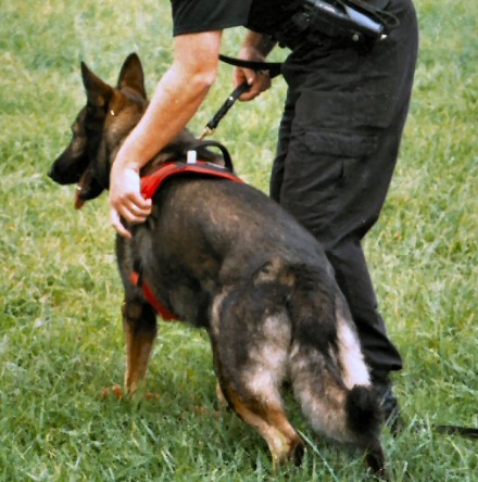 SGS Wachhunde