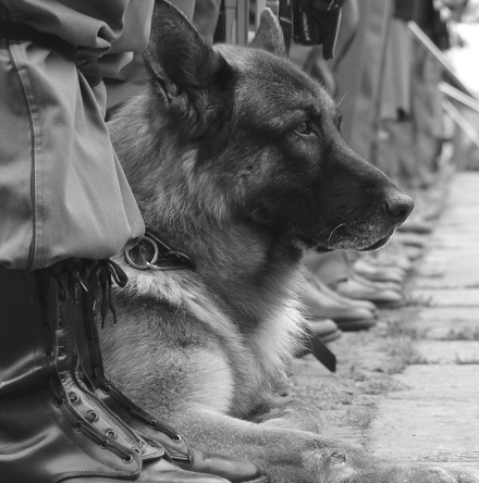 SGS Wachhunde